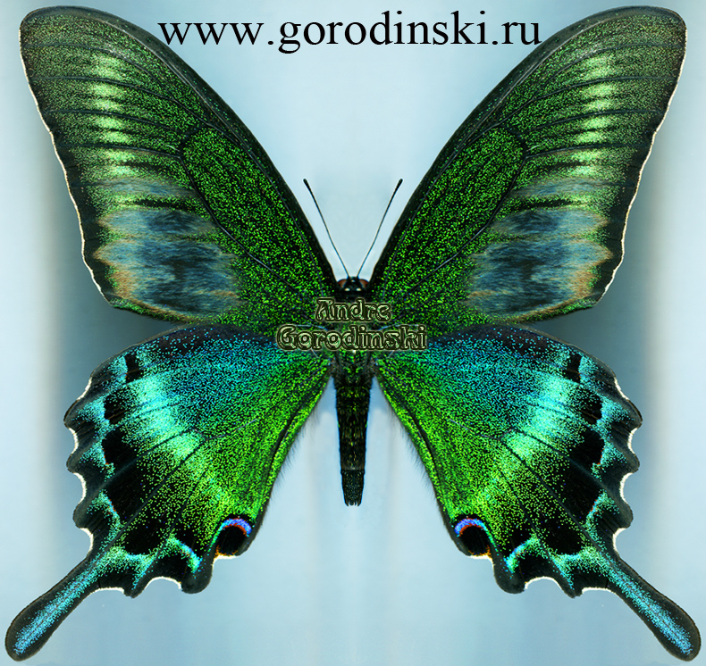 http://www.gorodinski.ru/papilionidae/Papilio maackii maackii.jpg